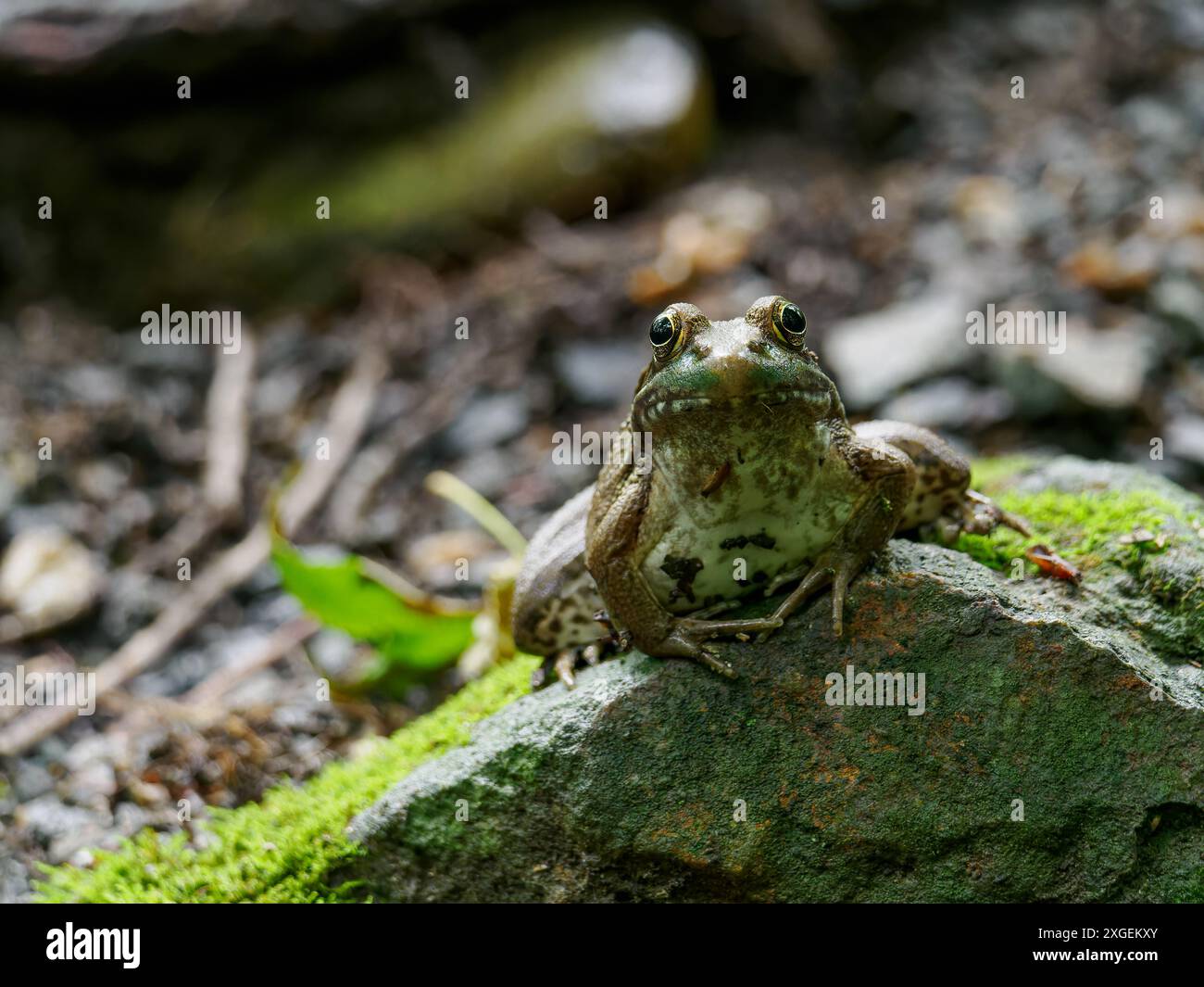 Green Frog (Lithobates clamitans) arroccato su roccia muschiata, Huntley Meadows Park, Alexandria, Virginia, Stati Uniti Foto Stock