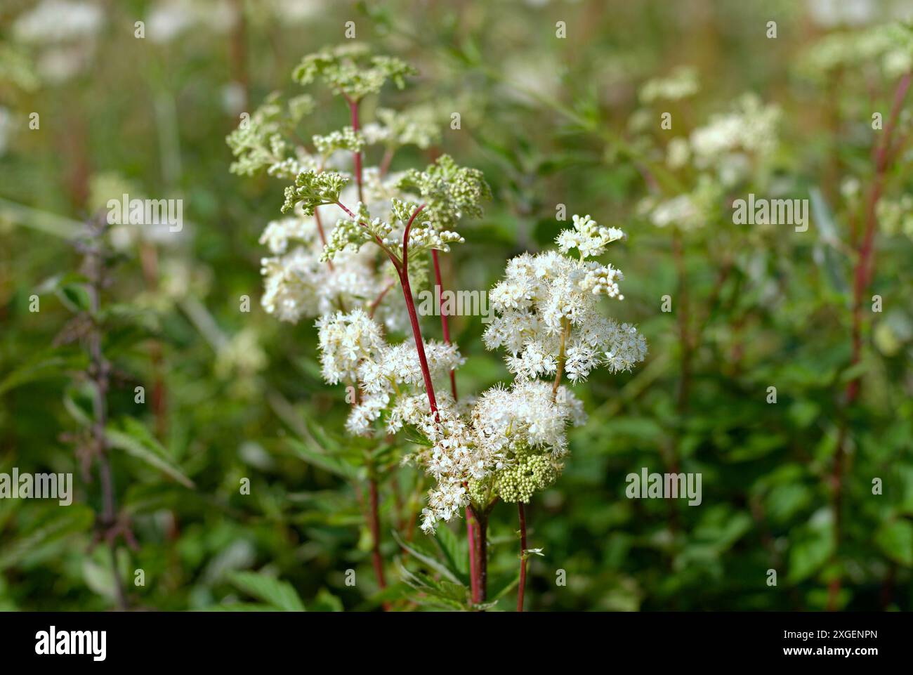 Mucca prezzemolo (Anthriscus sylvestris) Foto Stock