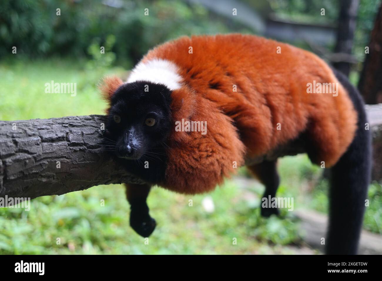 Lembo rosso ruvido (Lemur catta) sull'albero Foto Stock