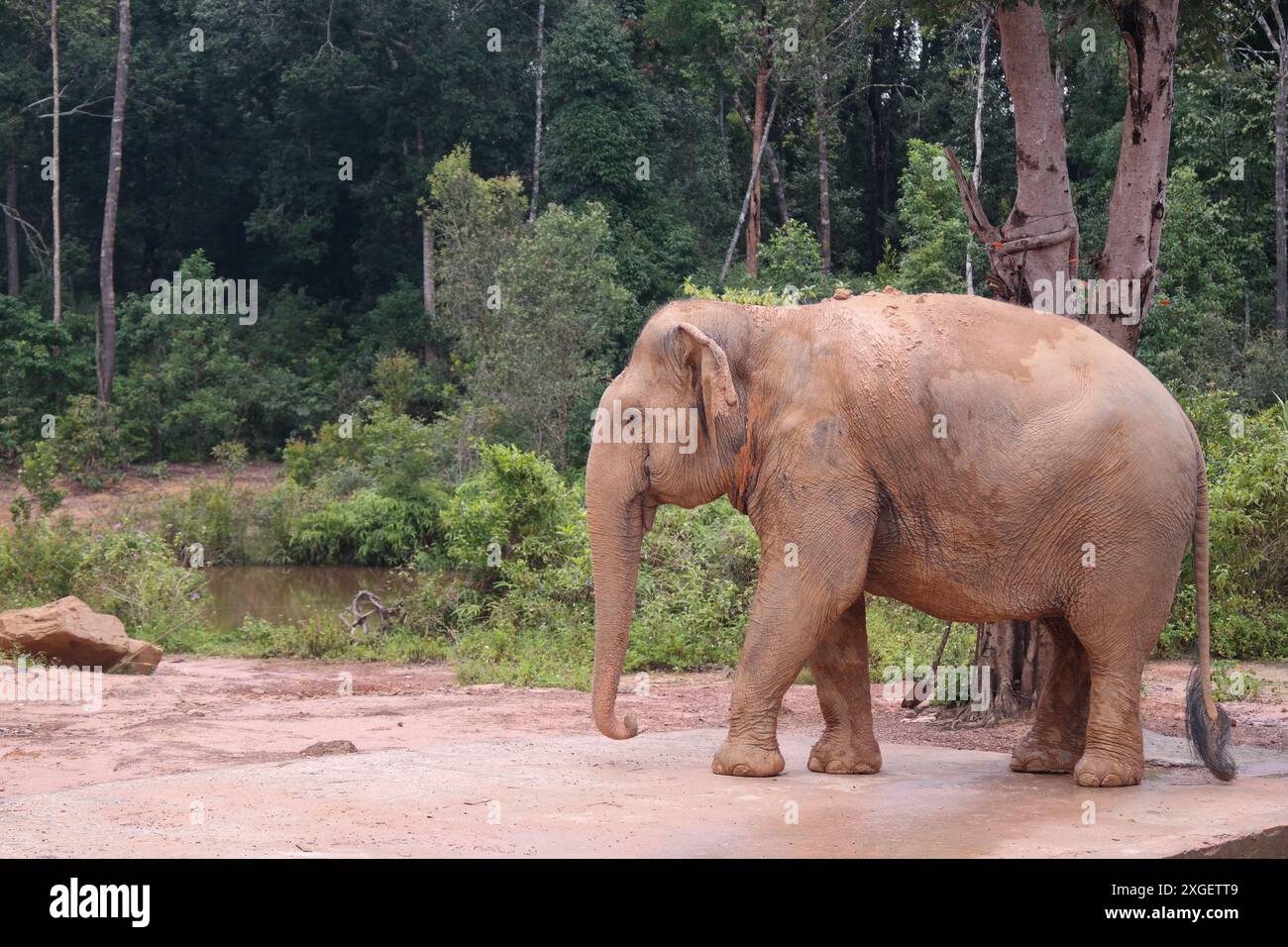 Un vecchio elefante che vive in uno zoo Foto Stock