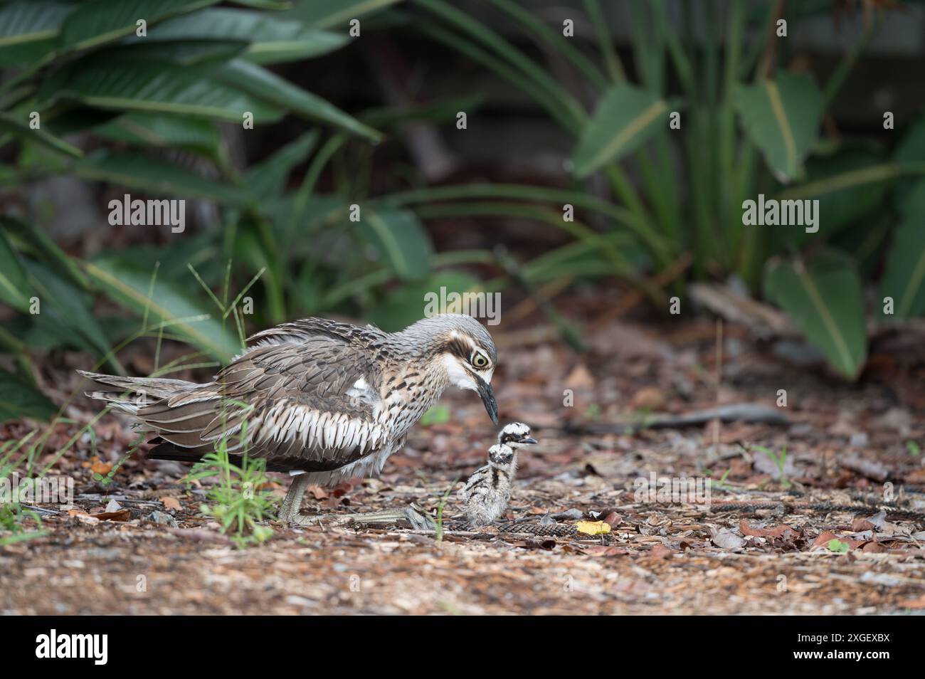 Appoggiato su un letto di vegetazione secca tra cespugli, un cespuglio adulto in pietra si siede tranquillamente osservando la sua covata di due piccoli pulcini Foto Stock
