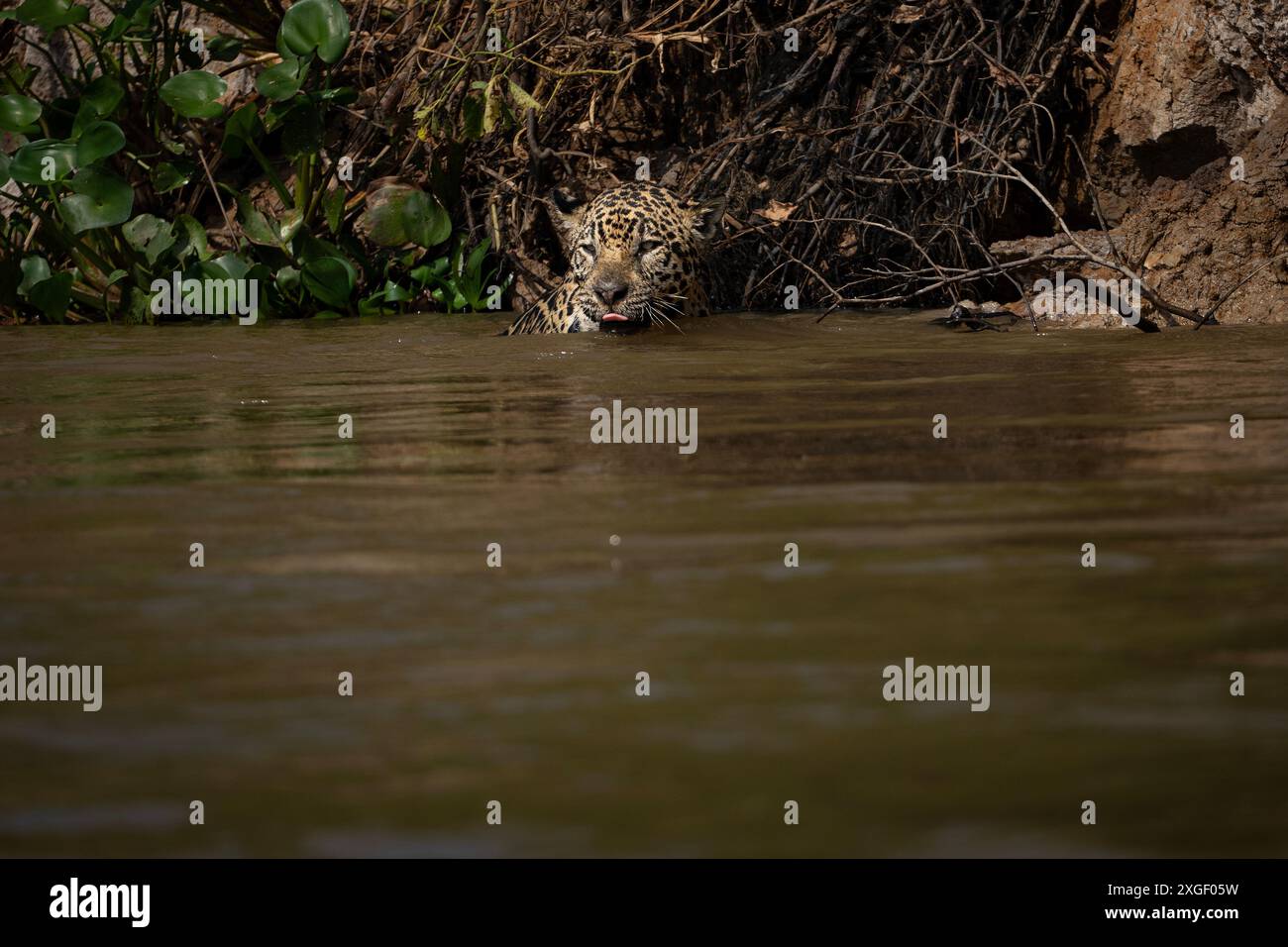 Jaguar selvaggia a Pantanal Foto Stock