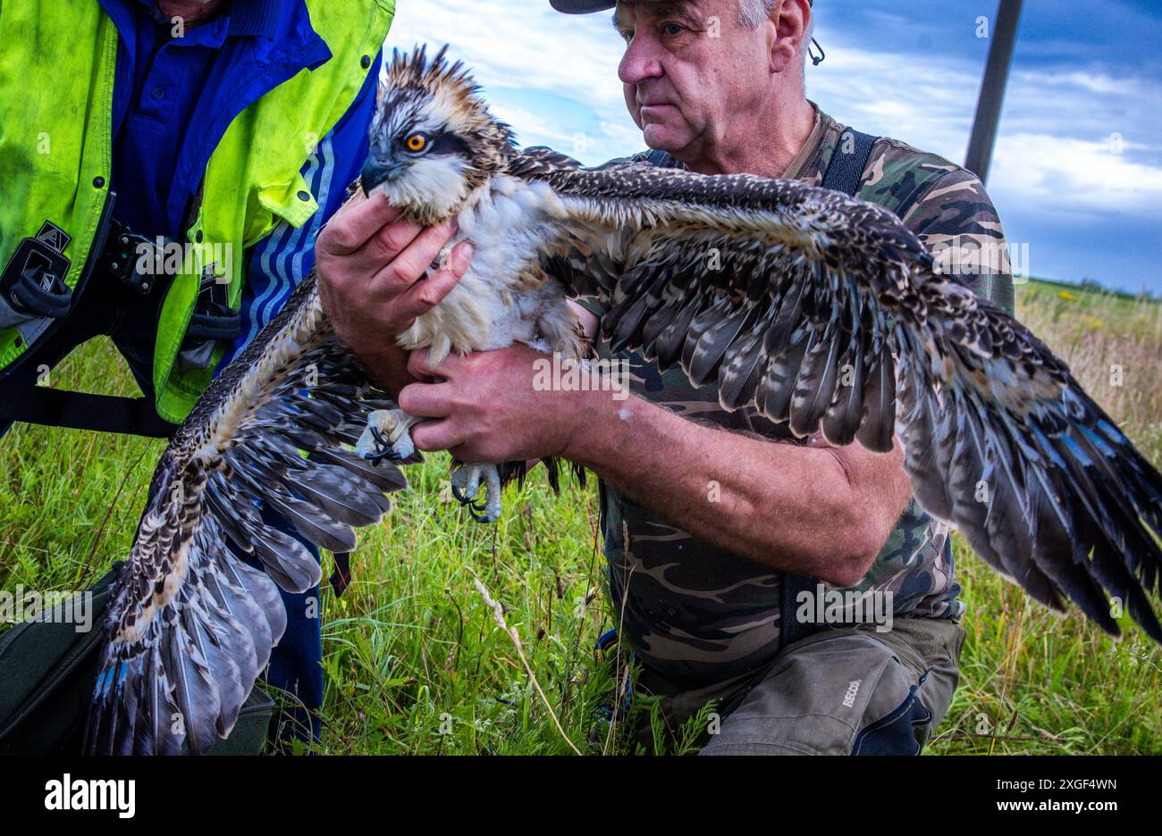 Woez, Germania. 8 luglio 2024. Torsten Marczak, coordinatore volontario dello Stato per falchi pescatori e falchi pellegrini nel Meclemburgo-Pomerania occidentale, detiene un falco pescatore di sei settimane dopo averlo suonato. Gli esperti di uccelli stanno suonando i giovani uccelli, nati poche settimane fa, con il sostegno del fornitore di energia WEMAG. Nel Meclemburgo-Pomerania occidentale ci sono 270 coppie di falchi pescatori che allevano circa 400 giovani ogni anno. Crediti: Jens Büttner/dpa/Alamy Live News Foto Stock