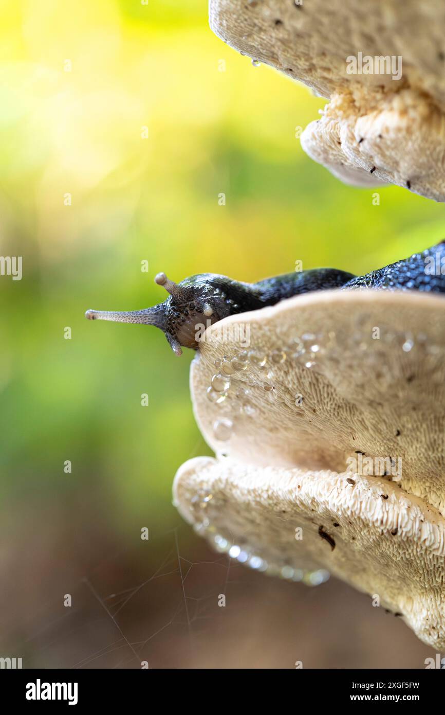 Lumaca nera di cenere (Limax cinereoniger), che si nutre del corpo fruttifero di funghi, riflesso luminoso del sole sullo sfondo, Renania settentrionale-Vestfalia Foto Stock