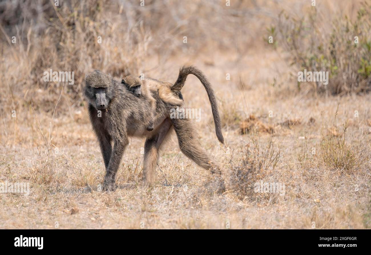 Babbuini Chacma (Papio ursinus), giovani seduti sulla schiena della madre, che si forgiano in erba secca, Kruger National Park, Sudafrica Foto Stock