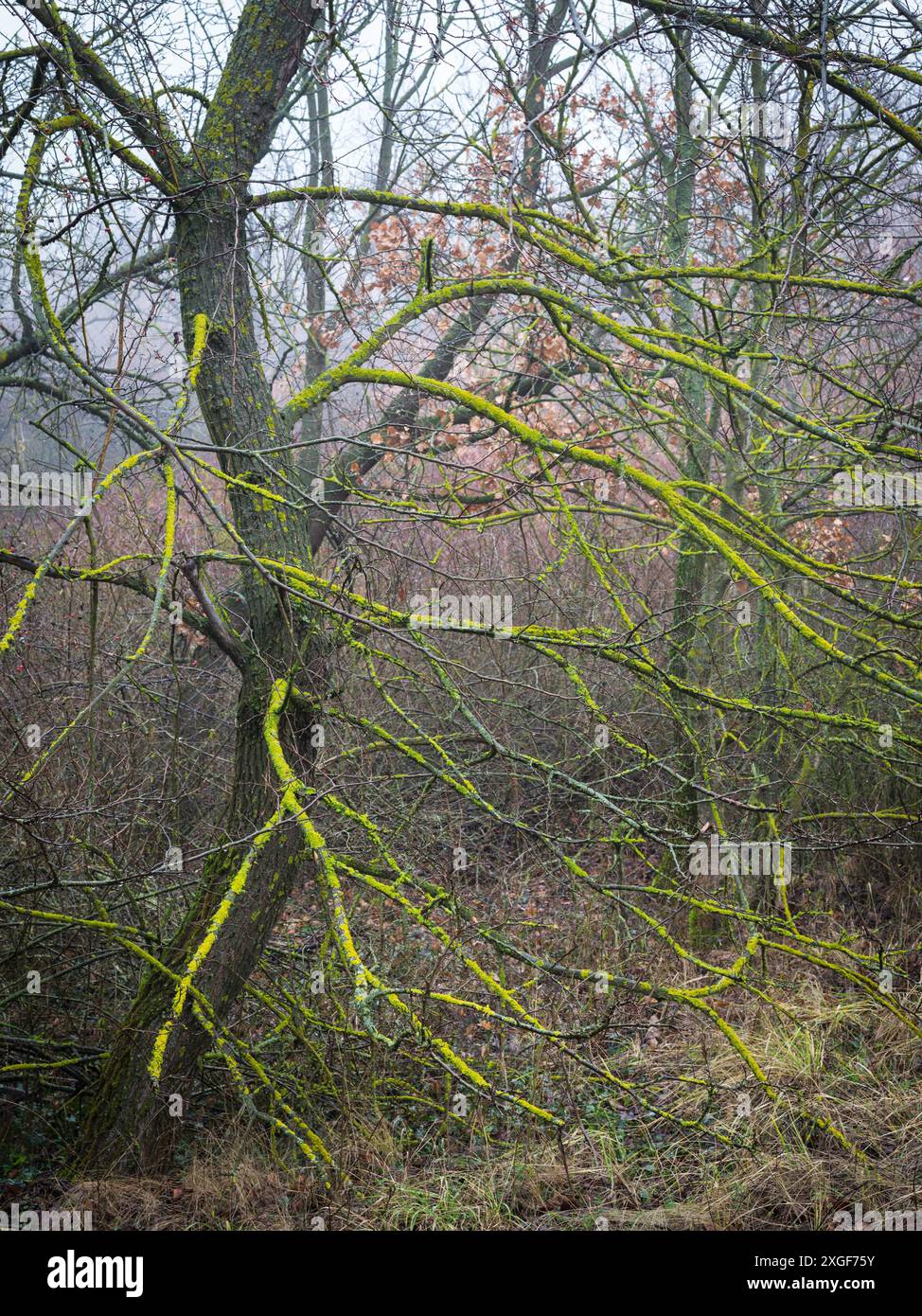 Tronco e ramoscelli di un albero di quercia ricoperto di muschio e lichene Foto Stock