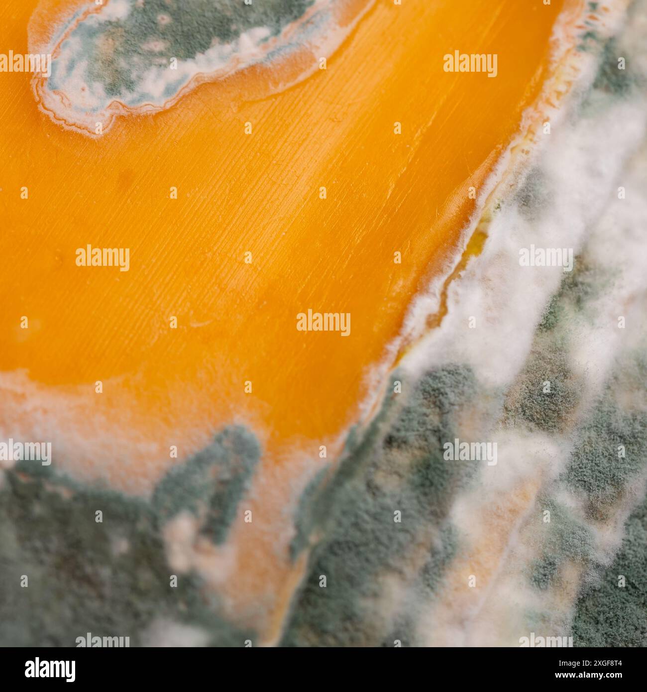 Fette di formaggio giallo ammuffito disposte su un tagliere di bambù. Spore di muffa verdi sul cibo. Cibo sprecato scaduto Foto Stock