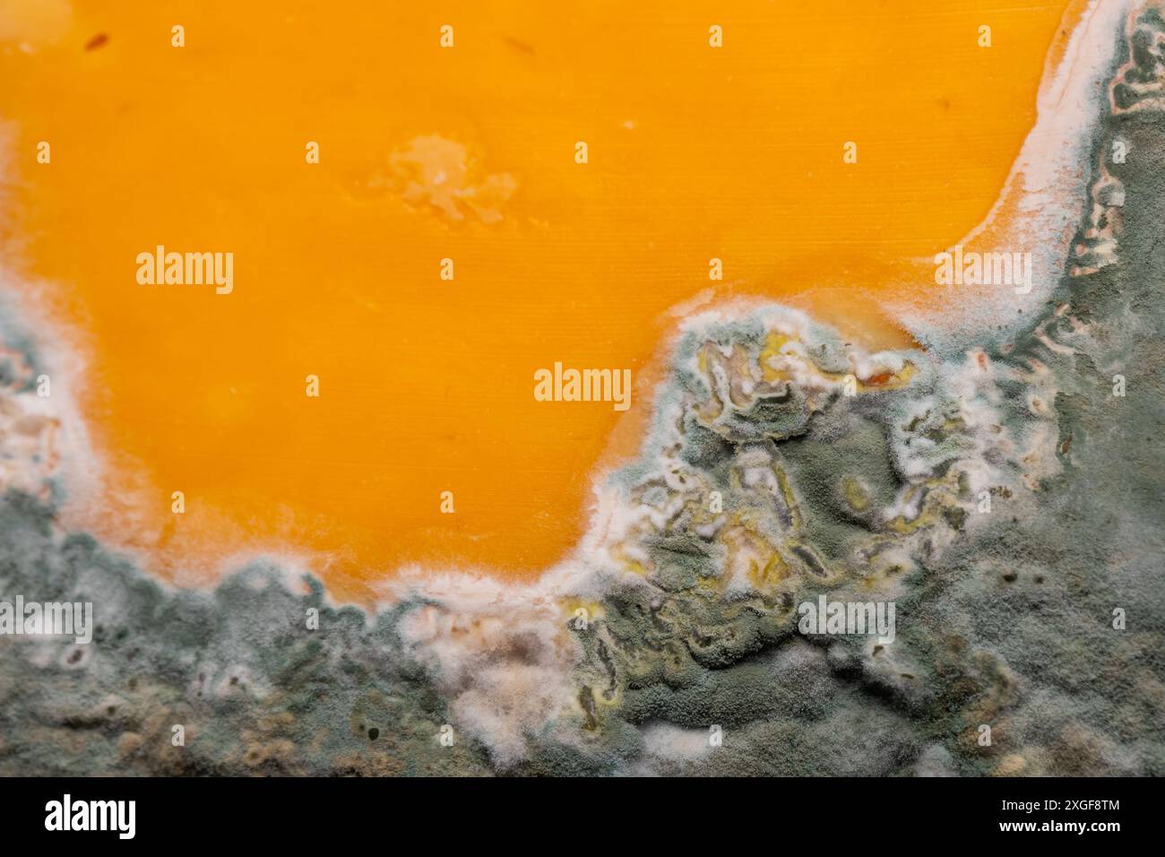 Fette di formaggio giallo ammuffito disposte su un tagliere di bambù. Spore di muffa verdi sul cibo. Cibo sprecato scaduto Foto Stock