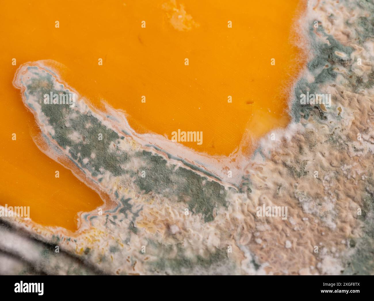Fette di formaggio giallo ammuffito disposte su un tagliere di bambù. Spore di muffa verdi sul cibo. Cibo sprecato scaduto Foto Stock