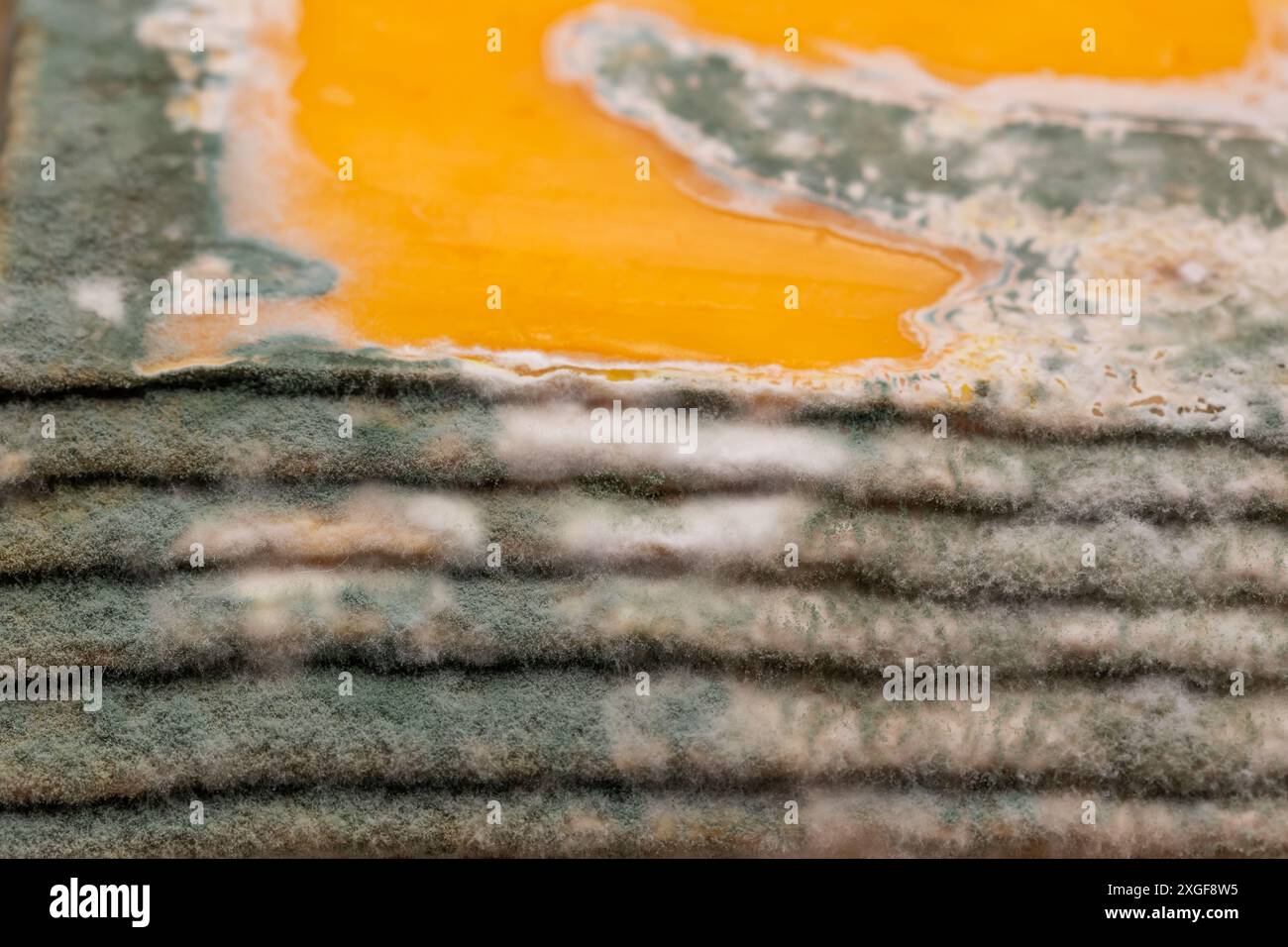 Fette di formaggio giallo ammuffito disposte su un tagliere di bambù. Spore di muffa verdi sul cibo. Cibo sprecato scaduto Foto Stock