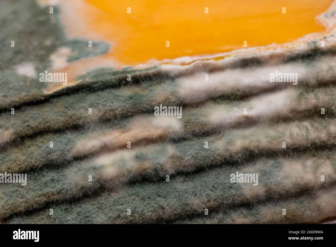Fette di formaggio giallo ammuffito disposte su un tagliere di bambù. Spore di muffa verdi sul cibo. Cibo sprecato scaduto Foto Stock