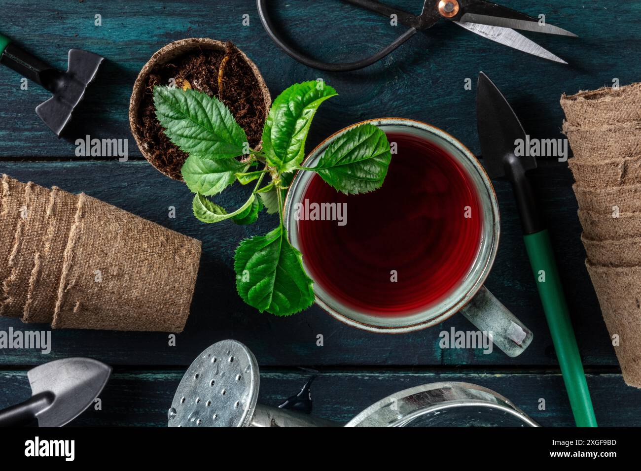 Attrezzi di giardinaggio e tè organico, sparato dall'alto, il concetto dell'amore per il giardinaggio Foto Stock