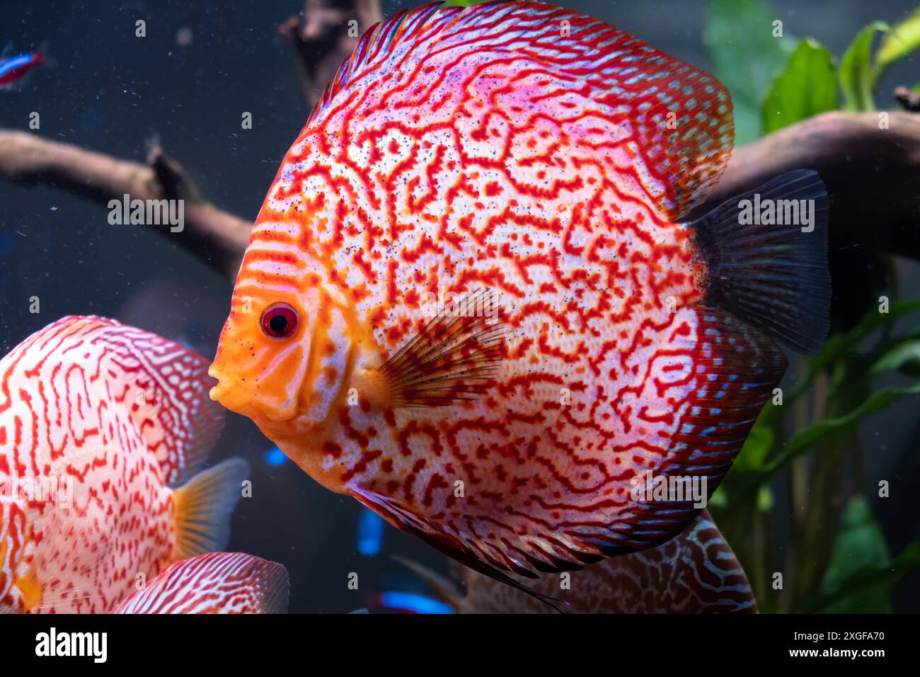 Pesce rosso del disco tropicale (Symphysodon) in acquario. Concetto di acquario Foto Stock
