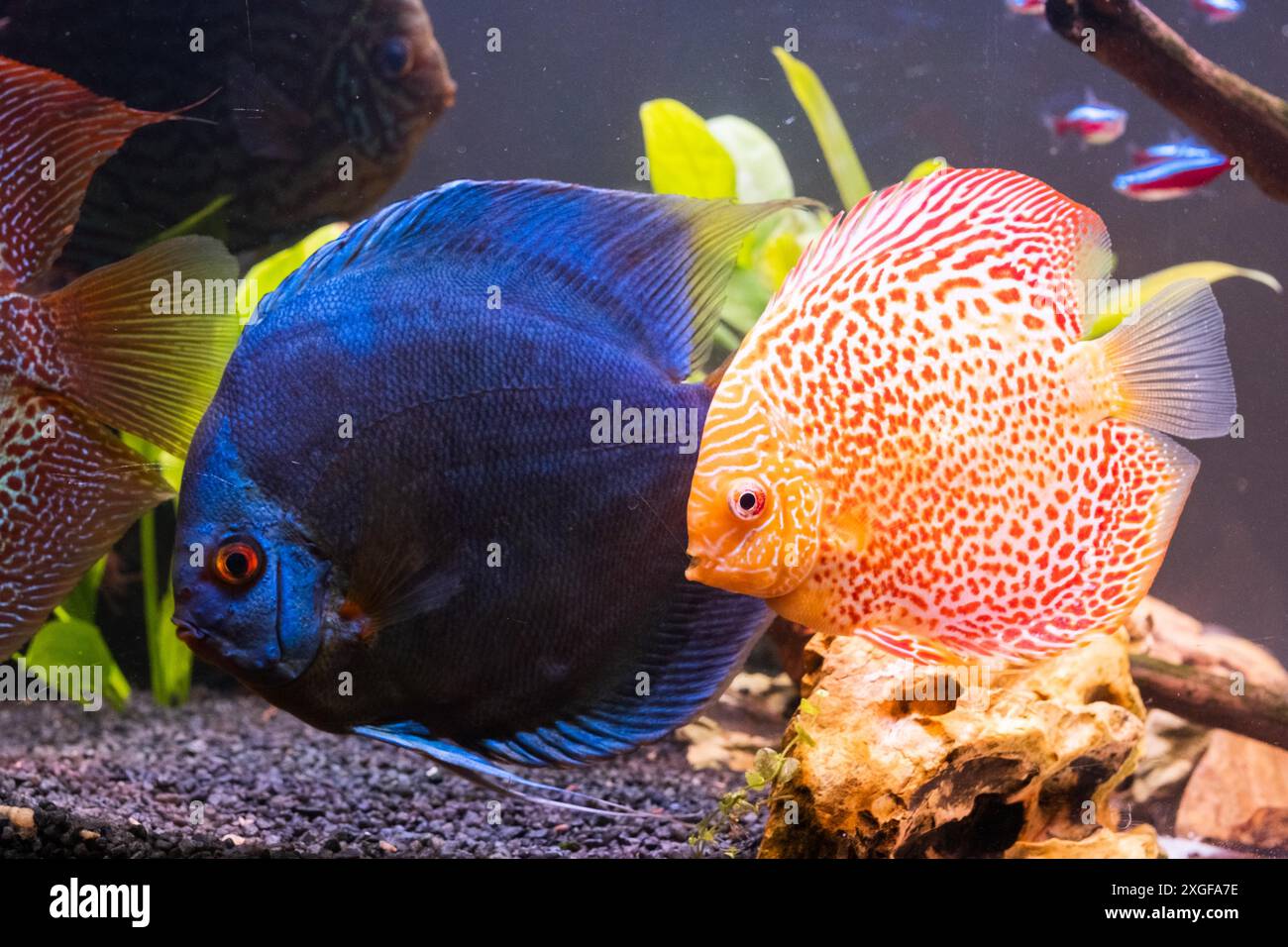 Pesce proveniente dal disco delle speci (Symphysodon) in un acquario. Concetto di acquari di acqua dolce Foto Stock