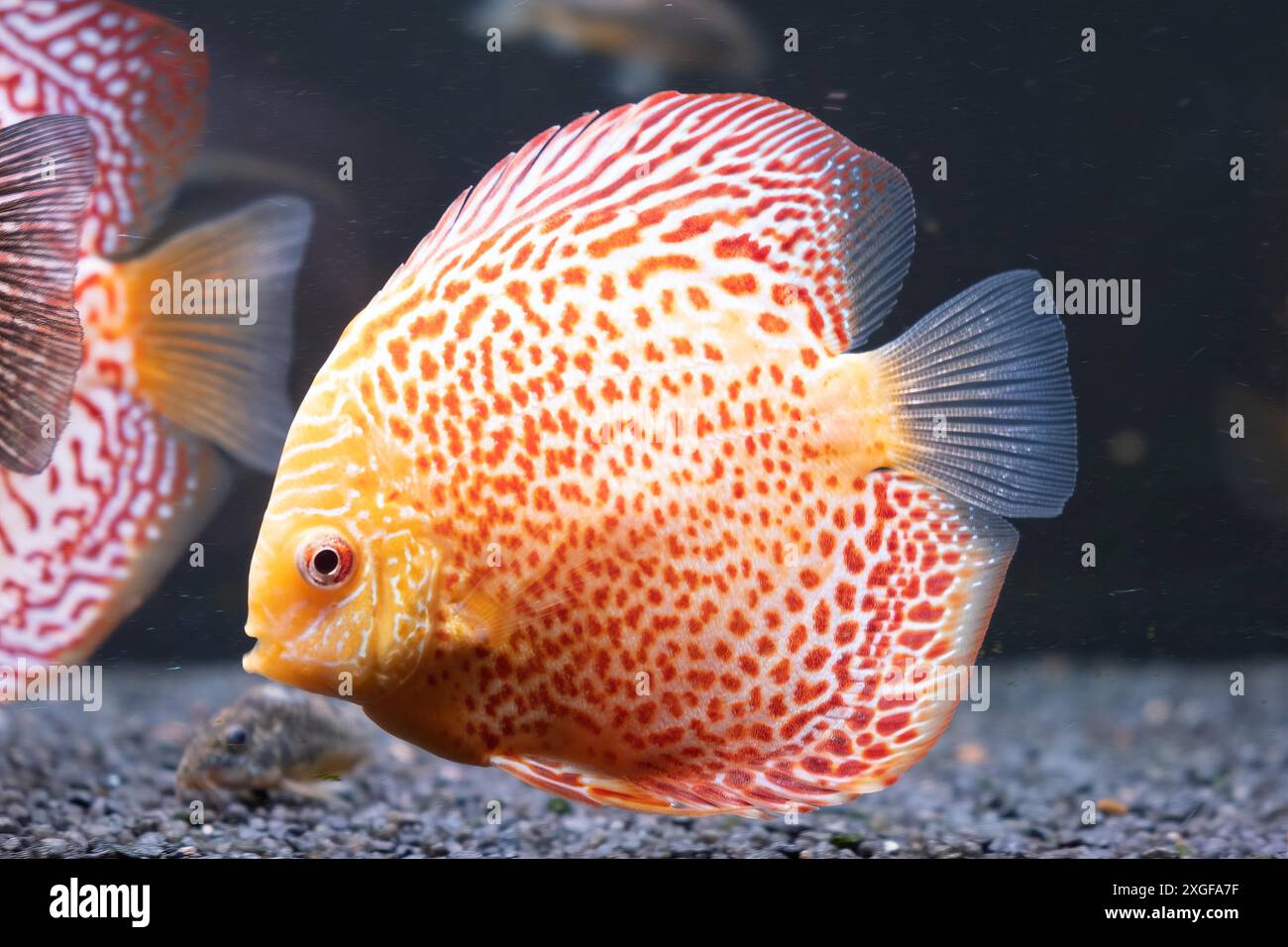 Pesce di razza tropicale (Symphysodon) in acquario. Problemi di crescita Foto Stock