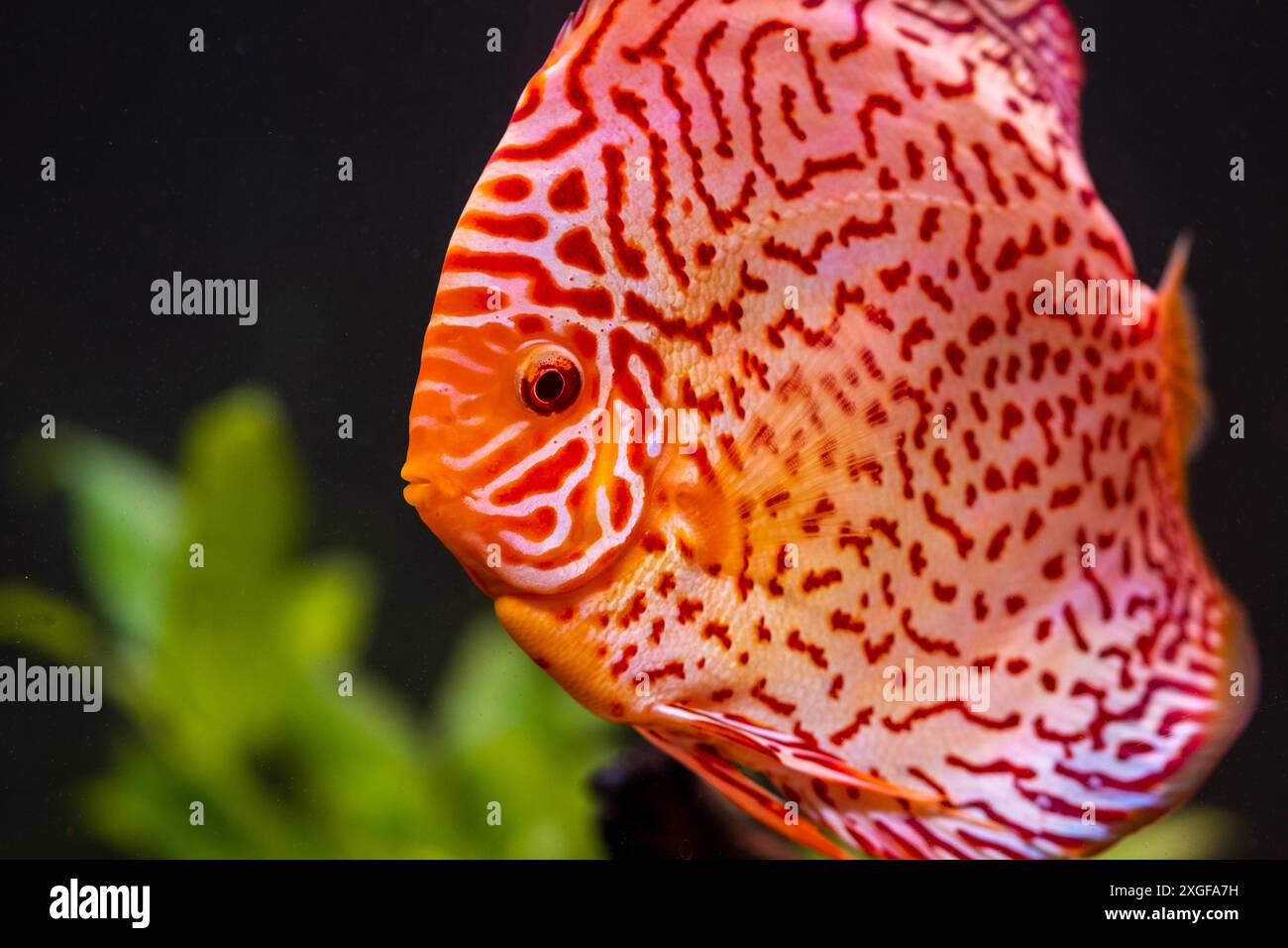 Pesci colorati delle spieci discus (Symphysodon) in acquario. Primo piano, messa a fuoco selettiva Foto Stock