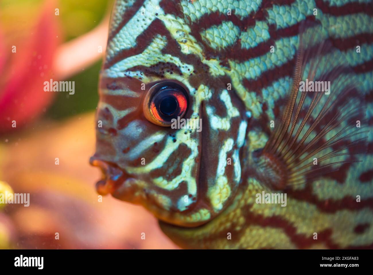 Discus (Symphysodon), pesce d'acqua dolce originario del Rio delle Amazzoni, in acquario. Primo piano dei dettagli Foto Stock
