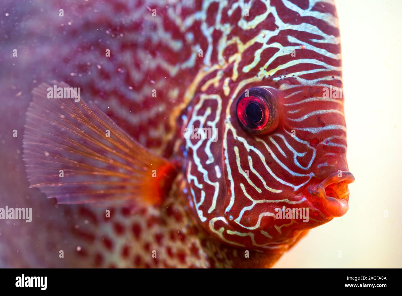 Discus (Symphysodon), pesce d'acqua dolce originario del Rio delle Amazzoni, in acquario. Primo piano dei dettagli Foto Stock