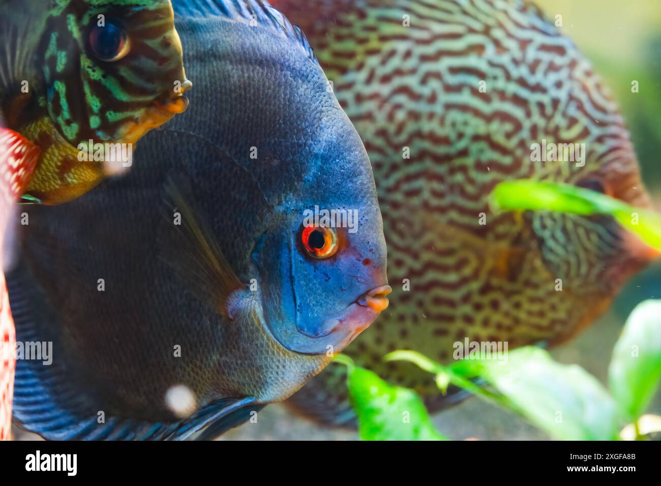Pesci colorati delle spieci discus (Symphysodon) in acquario. Primo piano, messa a fuoco selettiva Foto Stock