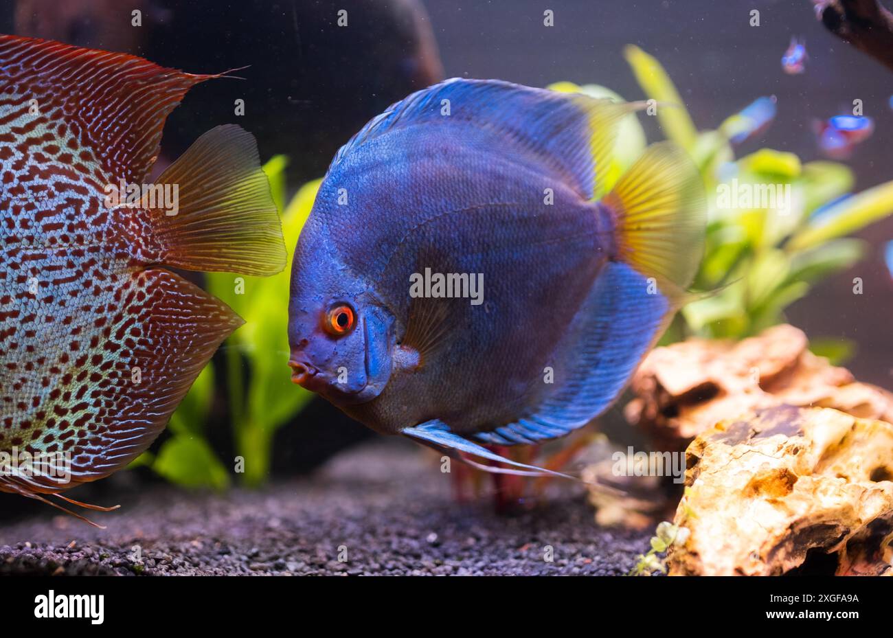 Pesce proveniente dal disco delle speci (Symphysodon) in un acquario. Concetto di acquari di acqua dolce Foto Stock