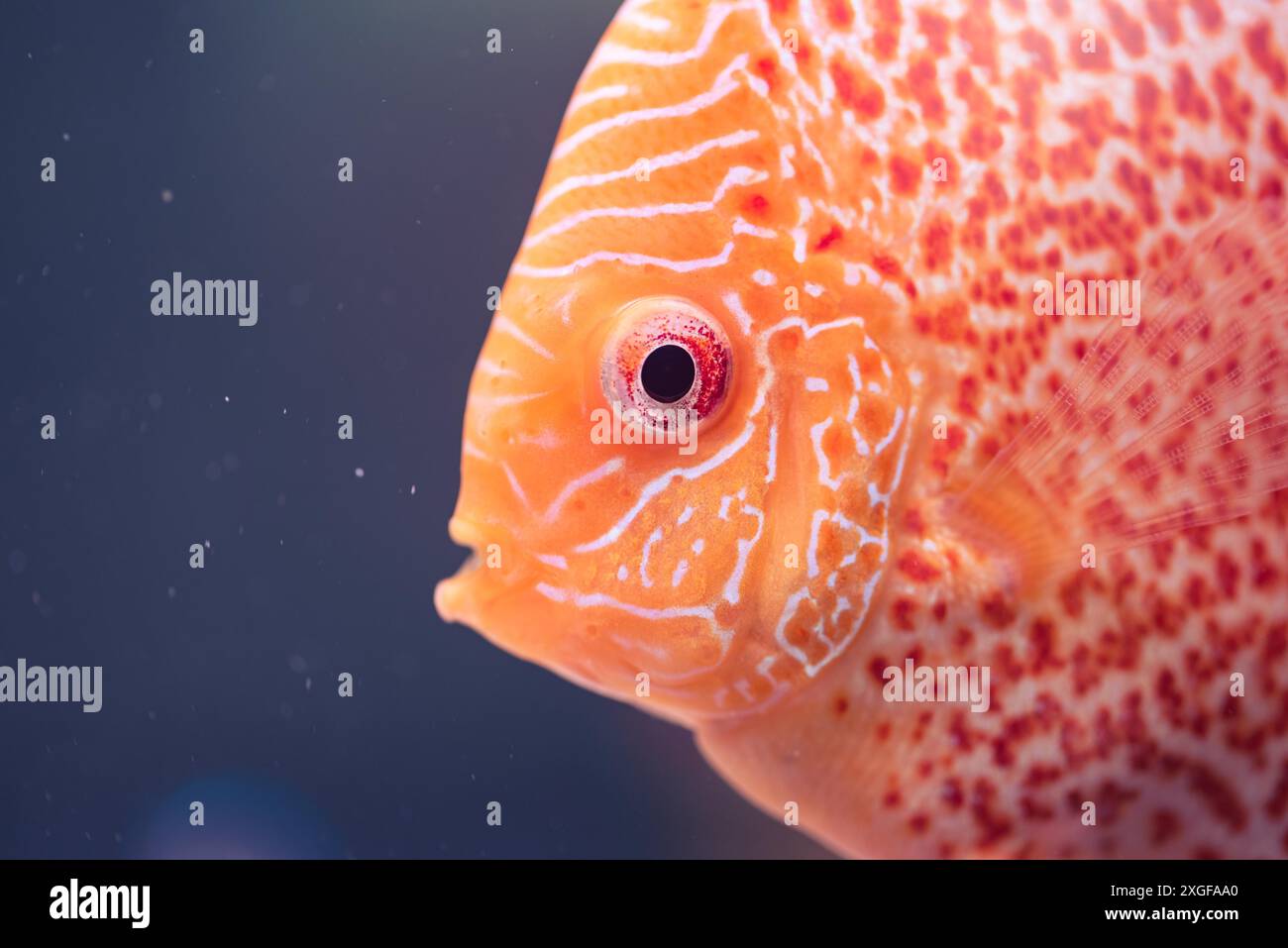Discus (Symphysodon), pesce d'acqua dolce originario del Rio delle Amazzoni, in acquario. Primo piano dei dettagli Foto Stock