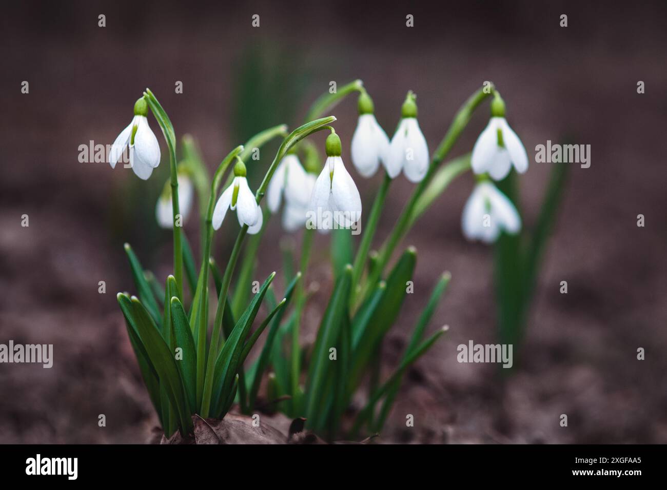 White snowdrop (Galanthus nivalis) fiori in una foresta primaverile che fiorisce in natura Foto Stock