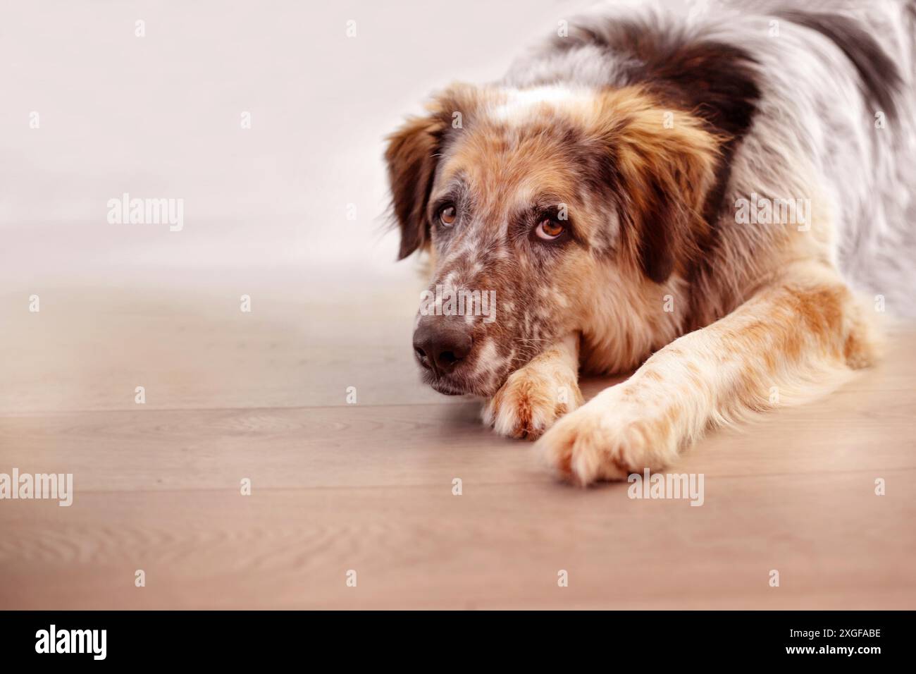 Bianco, nero e marrone colore fuzzy grande cane a casa sul pavimento Foto Stock