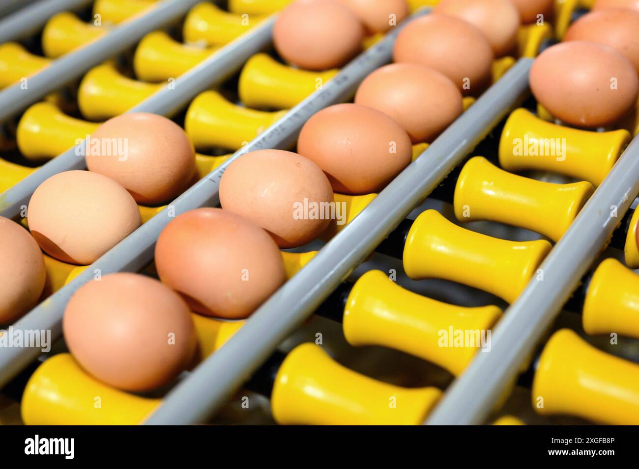 Le uova di pollo si muovono lungo un trasportatore in una fattoria di pollame. Concetto di industria alimentare, produzione di uova di pollo. Foto di alta qualità Foto Stock