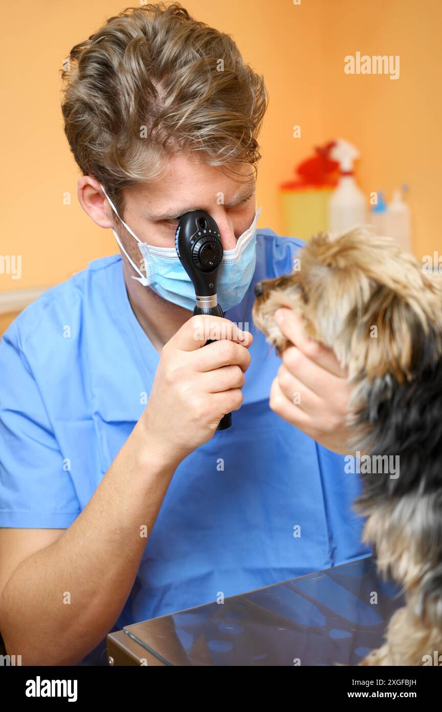 Veterinario che esamina l'occhio del cane attraverso l'oftalmoscopio. Foto di alta qualità Foto Stock