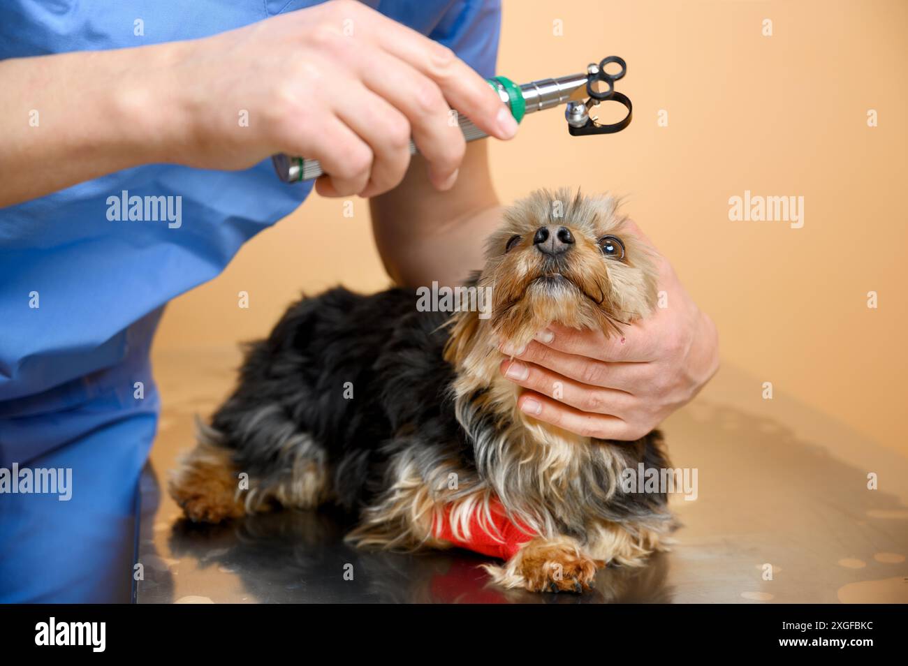 Veterinario che esamina l'occhio del cane attraverso l'oftalmoscopio. Foto di alta qualità Foto Stock