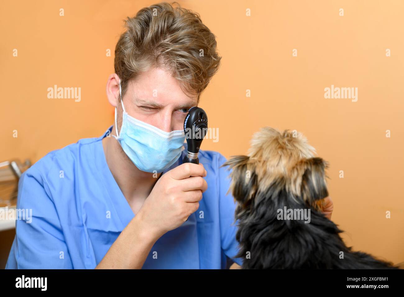 Veterinario che esamina l'occhio del cane attraverso l'oftalmoscopio. Foto di alta qualità Foto Stock