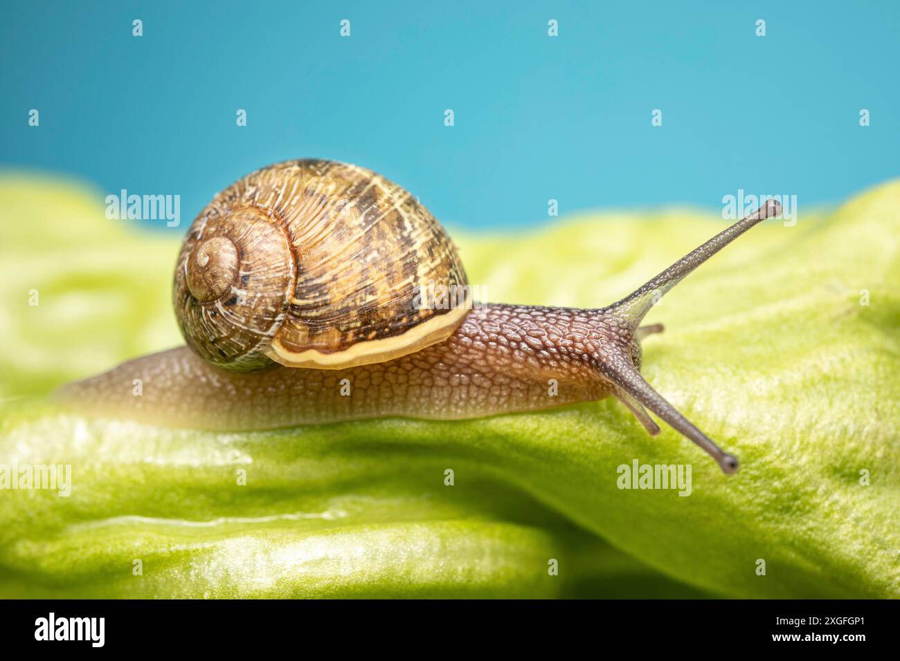 Lumaca su congedo verde di lattuga. Sfondo blu. Spazio di copia Foto Stock