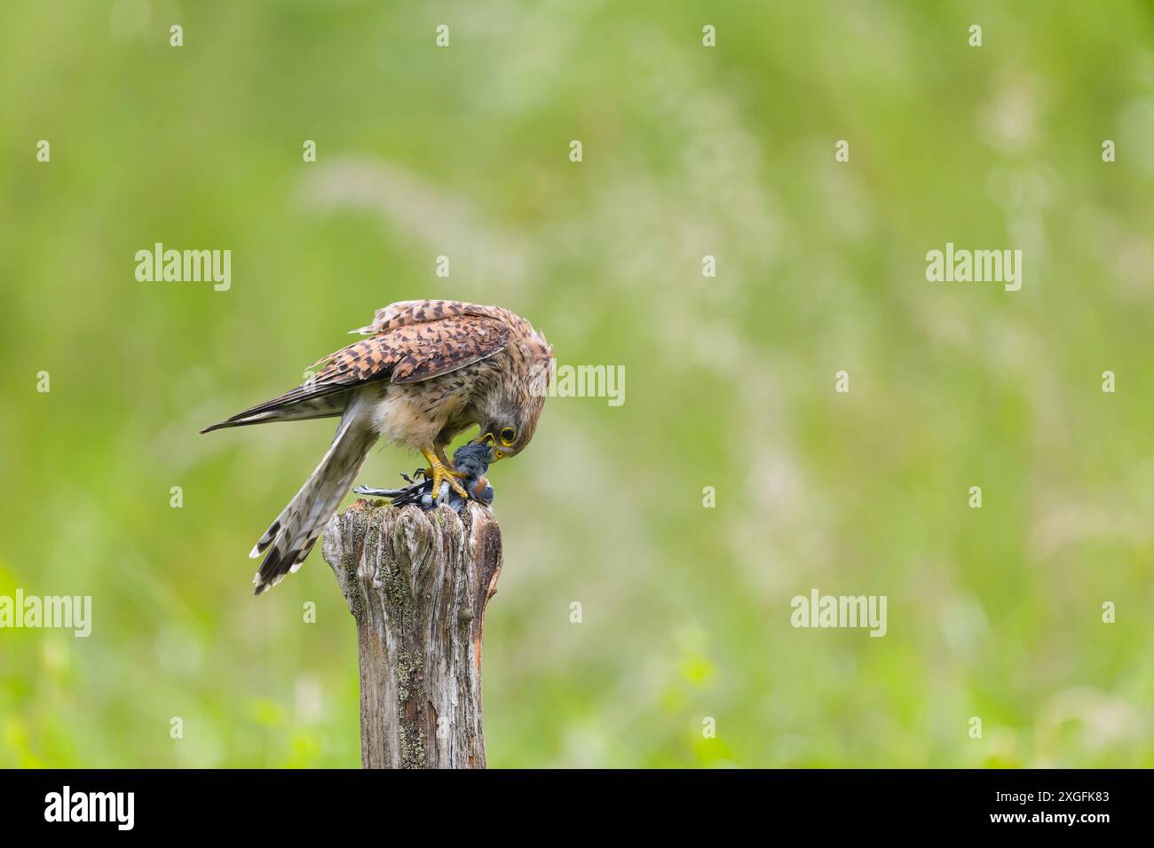 Falco tinnunculus di gheppio comune, femmina adulta che allatta i coelebs di Fringilla, preda maschile adulta, Suffolk, Inghilterra, giugno Foto Stock