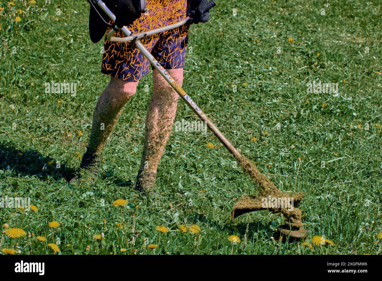 Il mangiatore di erbacce taglia le piante nel campo dei leoni in fiore, le particelle di erba coprono la pelle esposta delle gambe del giardiniere. Foto Stock