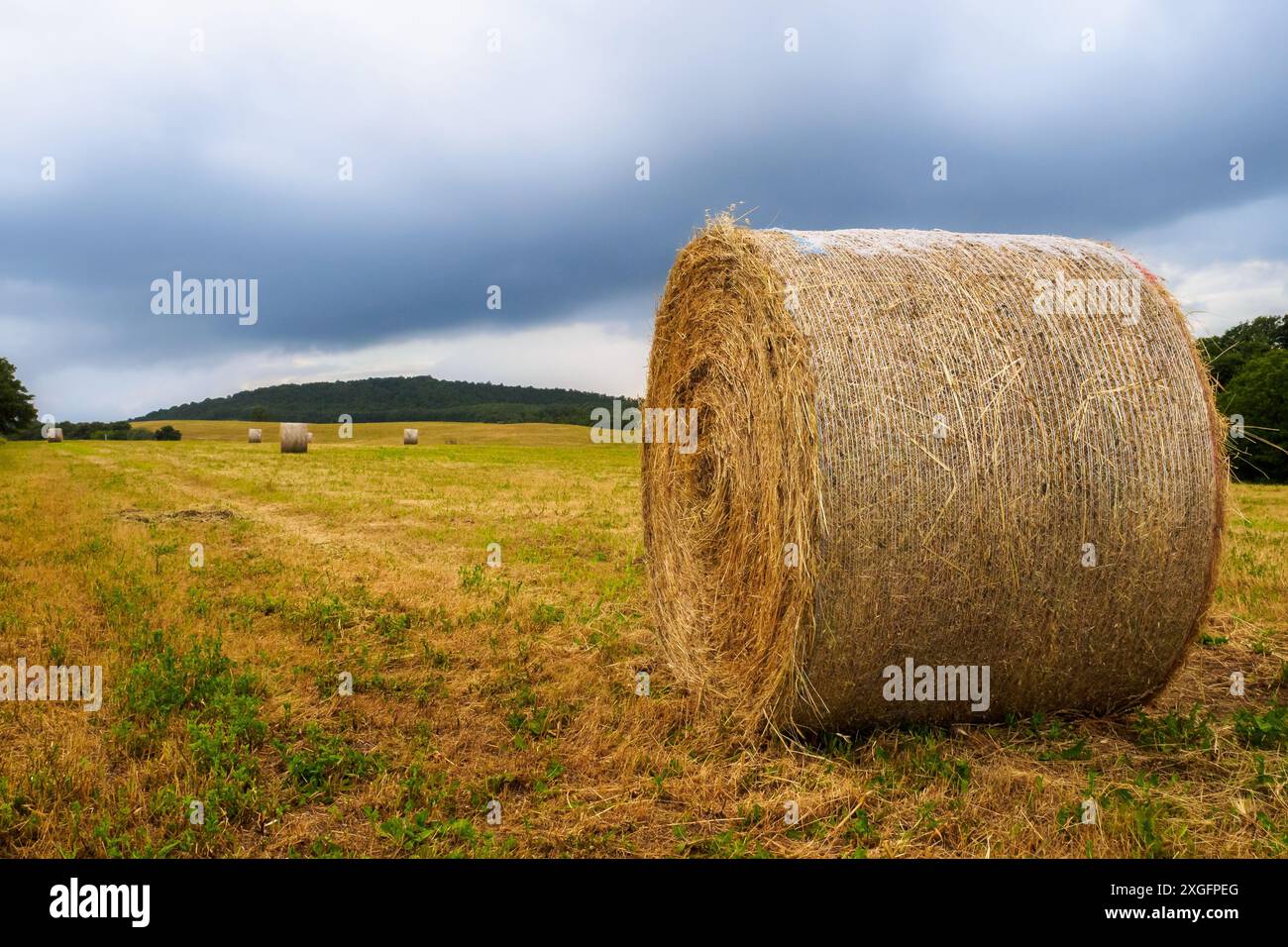 Balle di paglia, raccolte campi di grano, paesaggio intorno ad Orvieto - Umbria, Italia Foto Stock