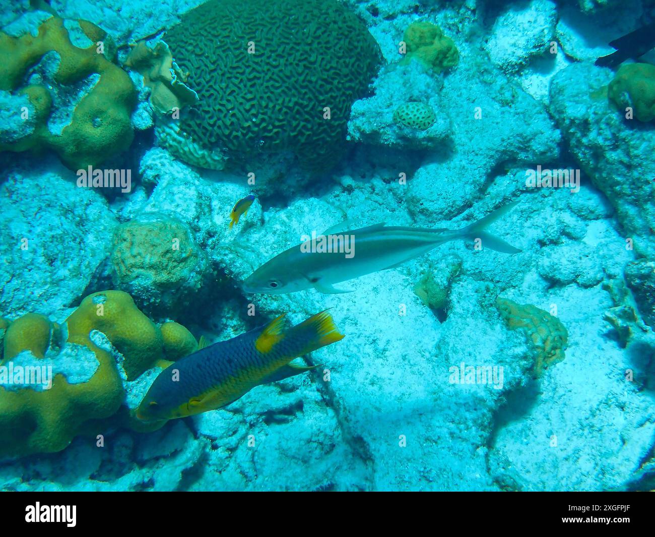 Snorkeling Bonaire - vista subacquea di pesci come l'hogfish spagnolo, il Bar Jack e i coralli, Paesi Bassi caraibici Foto Stock