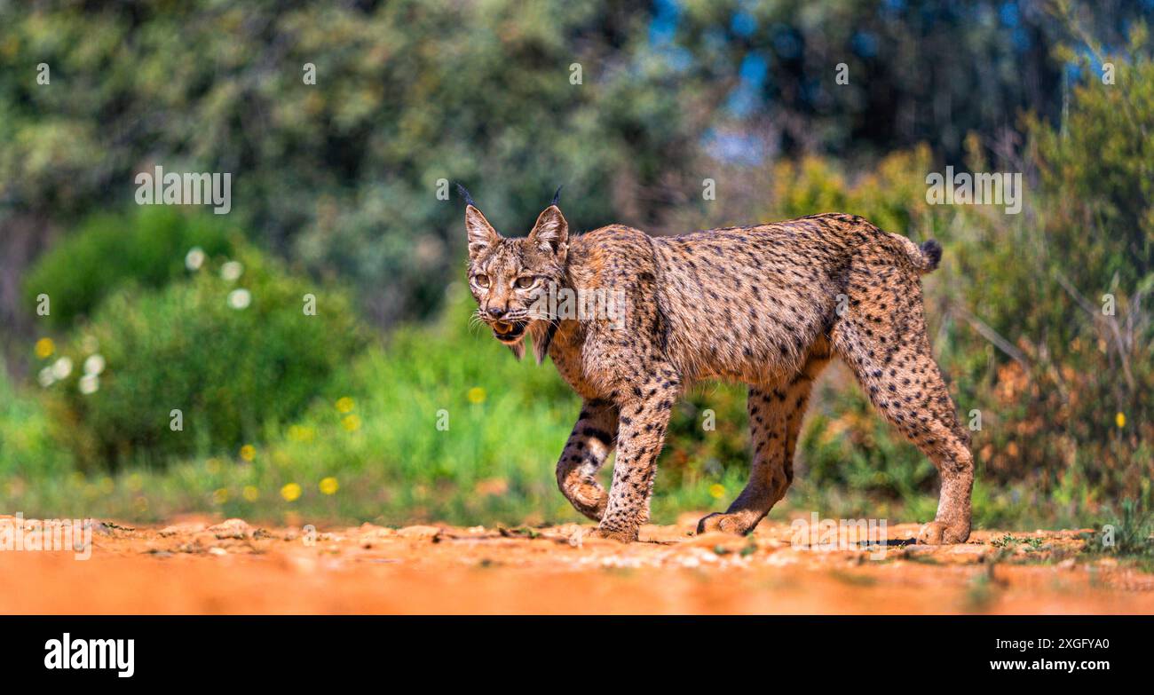 Lynx iberica, Lynx pardinus, Mediterranean Forest, Castilla la Mancha, Spagna, Europa Foto Stock