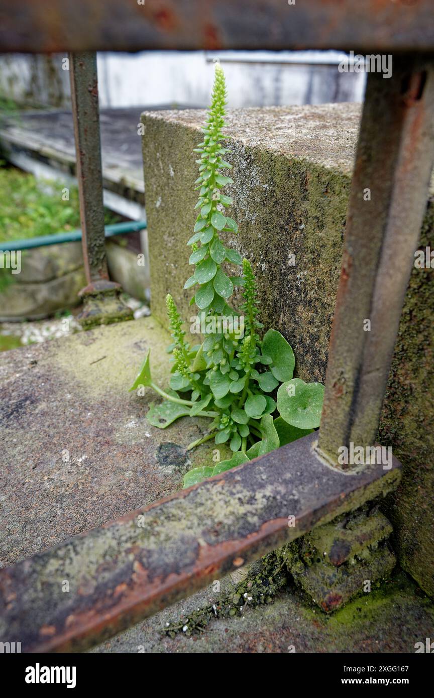 Una pianta resiliente cresce attraverso una ringhiera in metallo arrugginito e calcestruzzo resistente agli agenti atmosferici Foto Stock