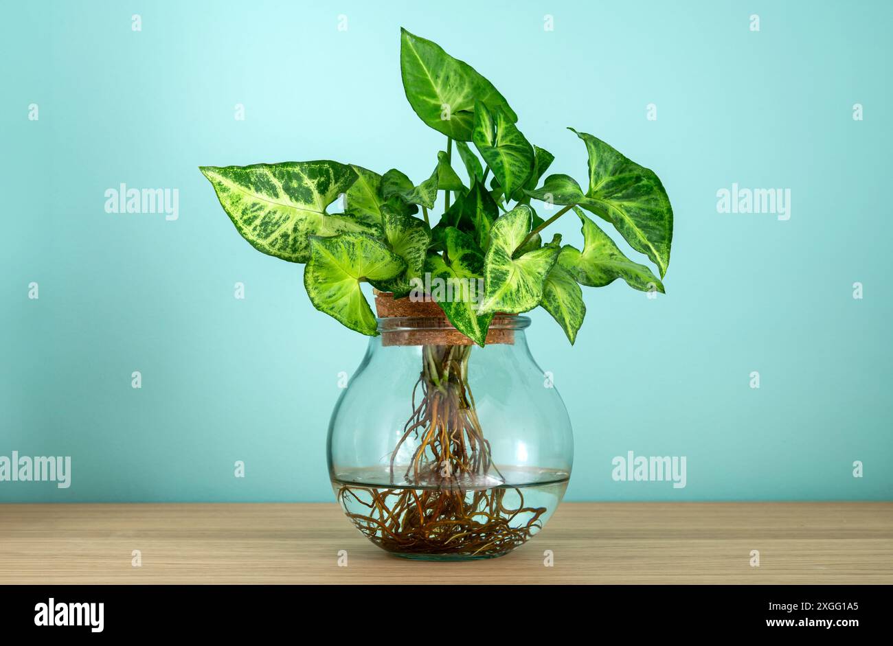 Pianta idroponica di singonio che cresce in un vaso di vetro con acqua, mostrando le sue radici, su una mensola di legno su sfondo turchese Foto Stock