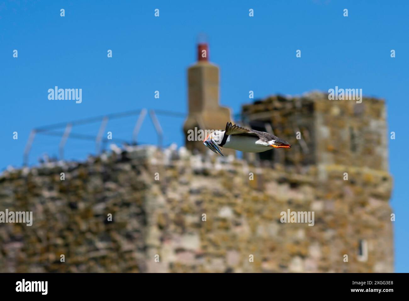 Un puffin Atlantico (Fratercula arctica) in volo sulle Isole farne nel Northumberland, Regno Unito. Foto Stock