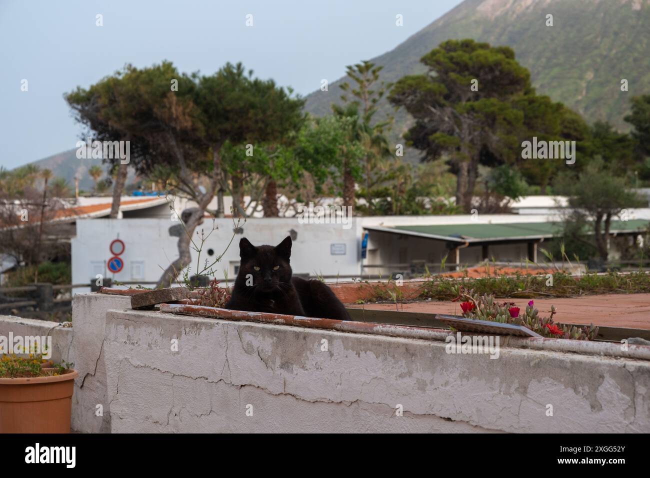 Gatto nero che si rilassa su una pietra, Vulcano, Italia Foto Stock