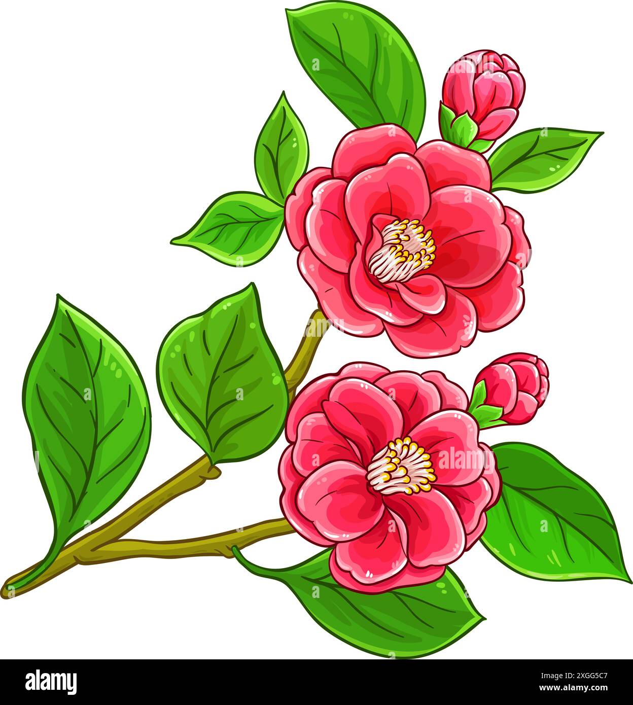 Illustrazione dettagliata colorata della filiale Camelia Illustrazione Vettoriale