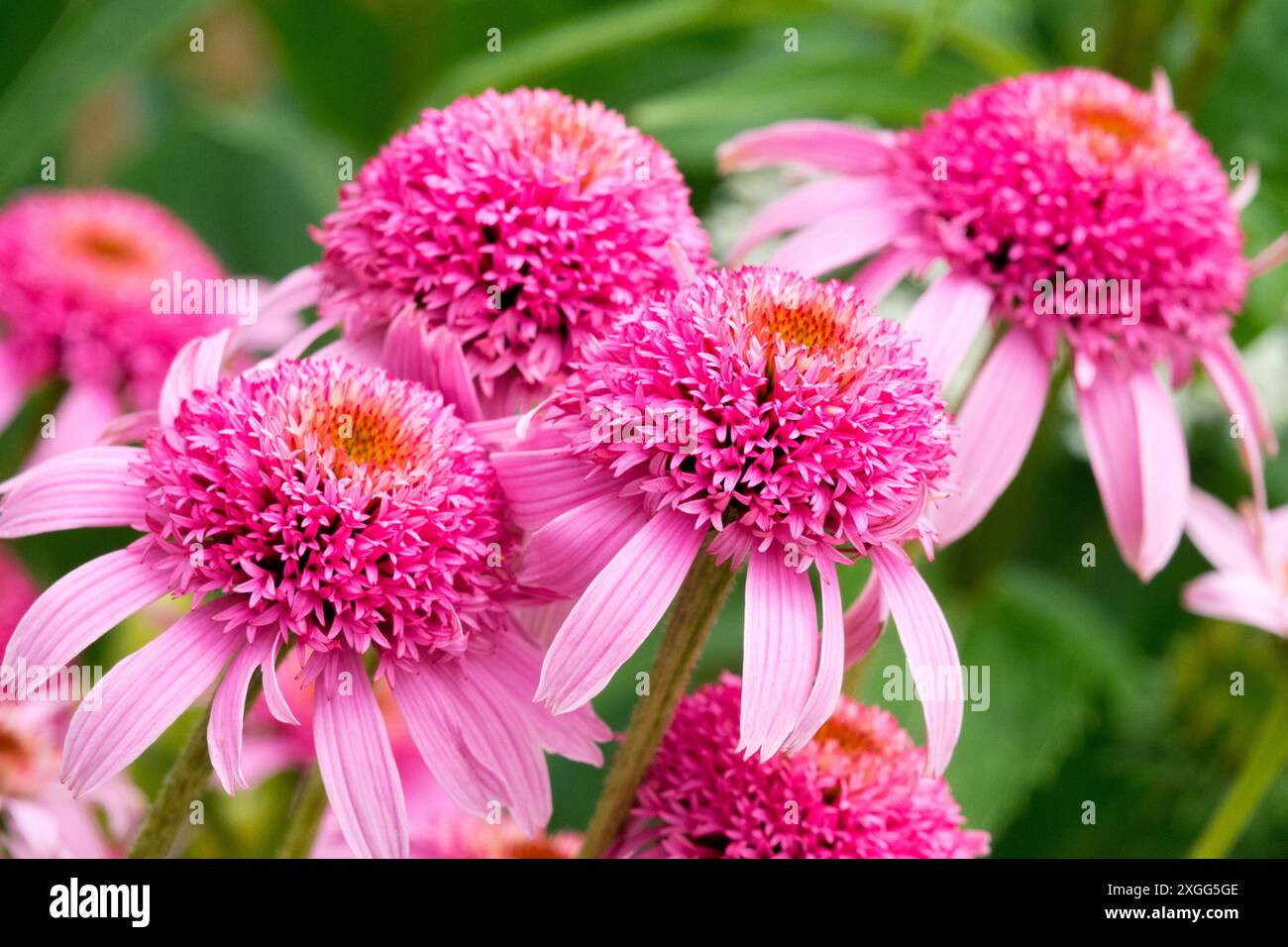 Fiori di coneflower "Pink Double Delight" di Echinacea, con centri pompom rosa scuro Foto Stock