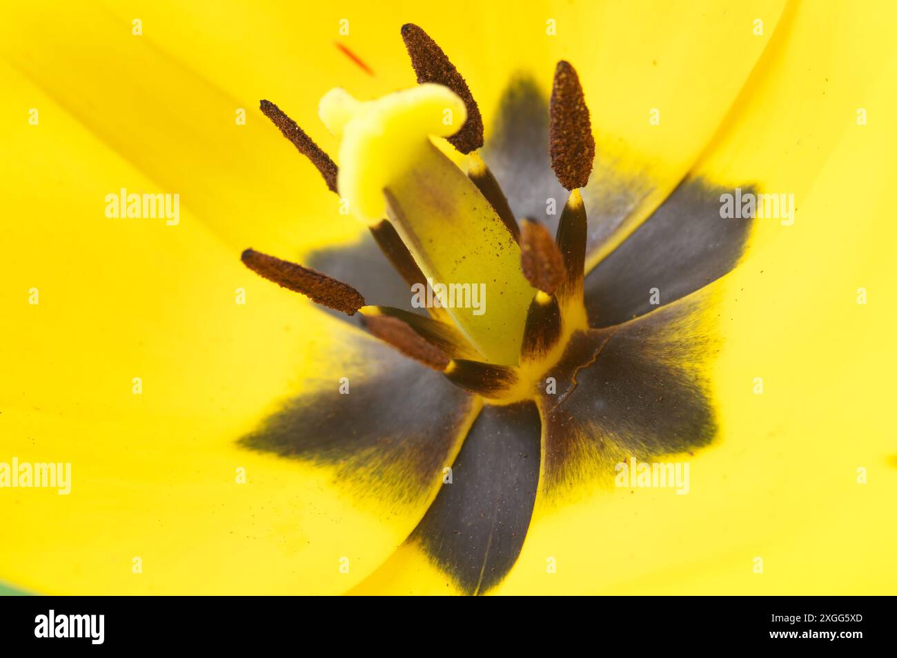 Fiore di tulipani: Dettagli, stami. giardino Foto Stock