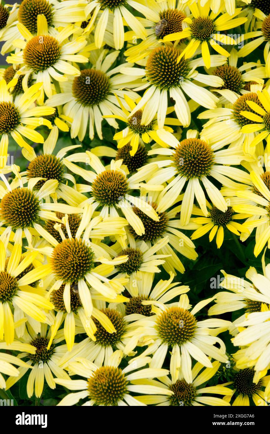 Echinacea purpurea 'Cleopatra' Echinaceas Coneflowers coni gialli pallidi Foto Stock