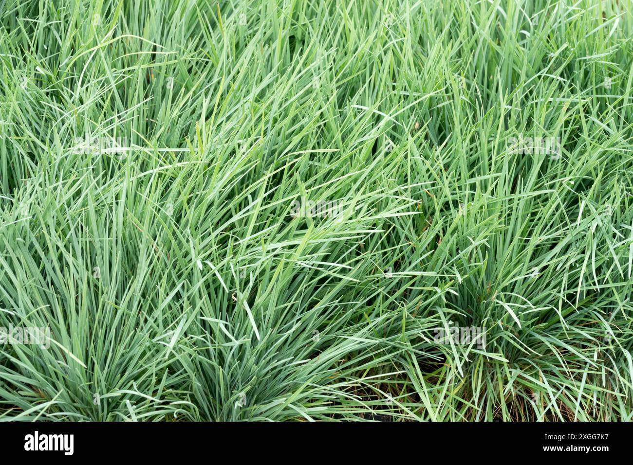 Koeleria glauca "Coolio" Large Blue Hairgrass piante da giardino piante perenni erbe ornamentali erbacee Foto Stock