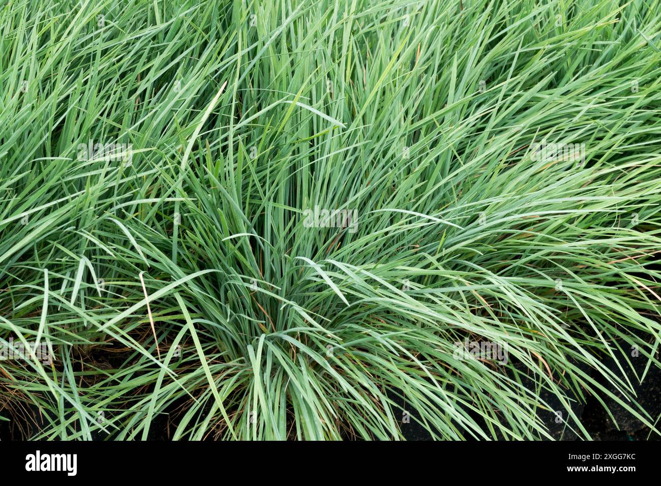 Koeleria glauca "Coolio" Large Blue Hairgrass Garden Plant Perennials Erbaceo Ornamental Grass Tufted Foto Stock