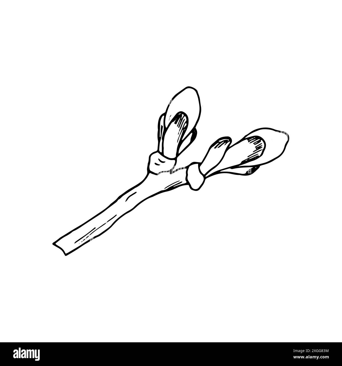 Germogli di castagno su un ramo, Aesculus hippocastanum. Illustrazione botanica disegnata a mano isolata su bianco. Illustrazione Vettoriale