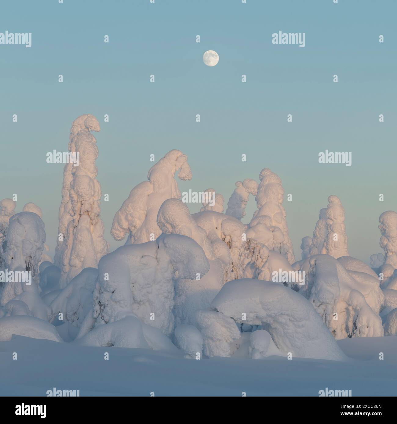 Luna piena che si innalza sul paesaggio invernale coperto di neve al crepuscolo, tikky, Kuntivaara Fell, Finlandia, Europa Foto Stock