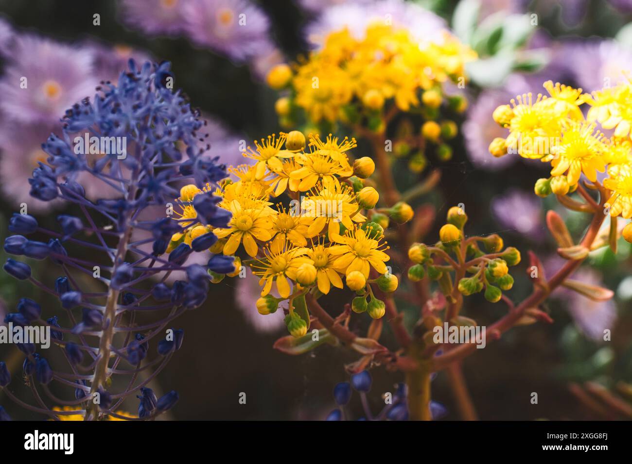 Primo piano di vivaci fiori gialli e viola in un giardino, con un delicato sfondo focale, Regno Unito, Europa Foto Stock